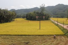 04-Rice fields